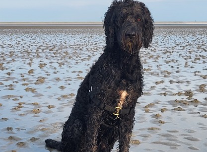 Dobber.jpg