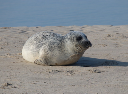 Lauwerszee en storebaelt zeehond 1 (1).JPG