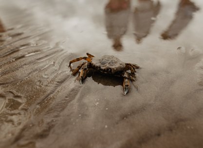krab-op-wad-waddenzee.jpg