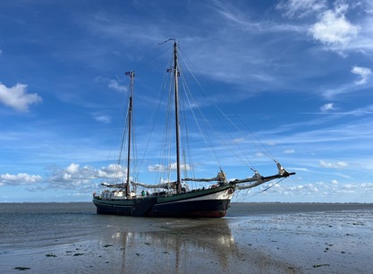 grote-jager-op-het-wad-blauwe-lucht.jpg