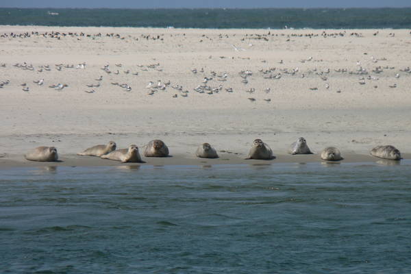 Seehunde beobachten während einer Klassenfahrt unter Segeln in Holland