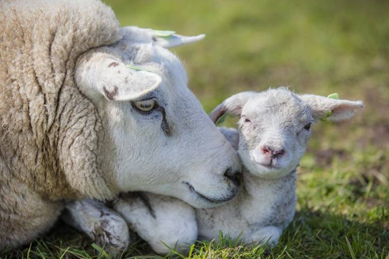 Texel - Tierisch coole Promis: berühmte Schafe von Texel