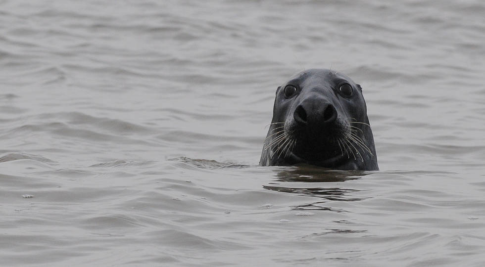 Texel - Eine Insel, reich an Natur und Traditionen